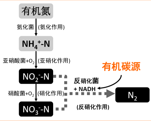 水中氮的形態(tài)及轉(zhuǎn)換過(guò)程